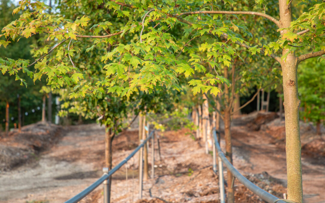 Fall is Prime Time for Planting & Preparation