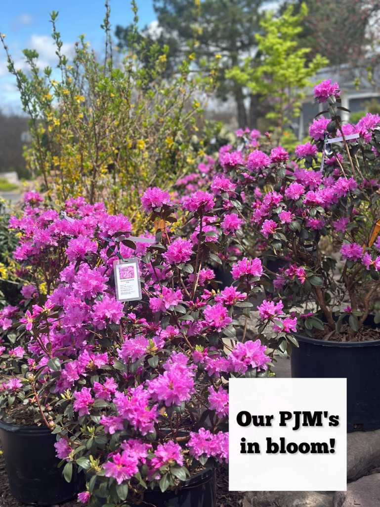 Rhododendrons: Spring Blooms
