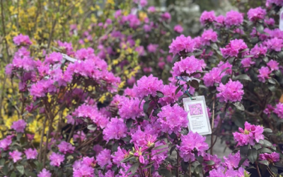 Springtime Rhododendrons: Fresh Blooms for Your Garden (and Mom!)