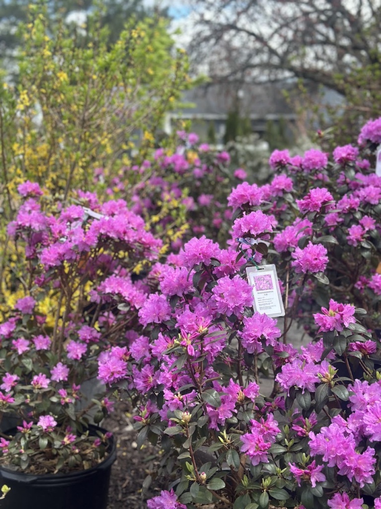 PJM Rhododendron