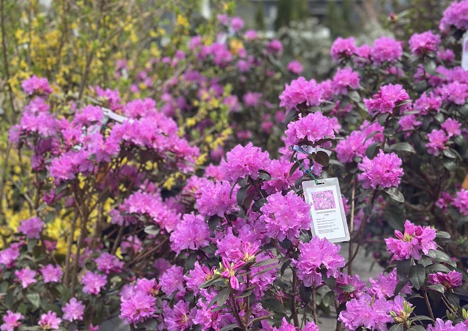 Springtime Rhododendrons: Fresh Blooms for Your Garden (and Mom!)
