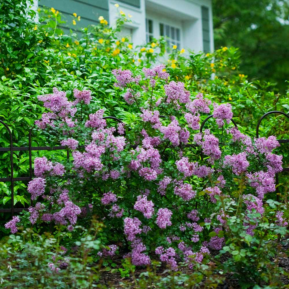 Bloomerang Lilac
