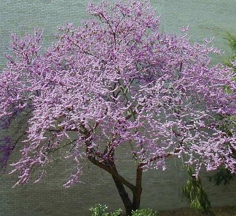 Redbud tree in bloom