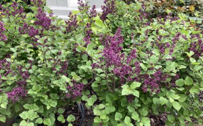 Lilacs: A Fragrant Delight for Your Garden