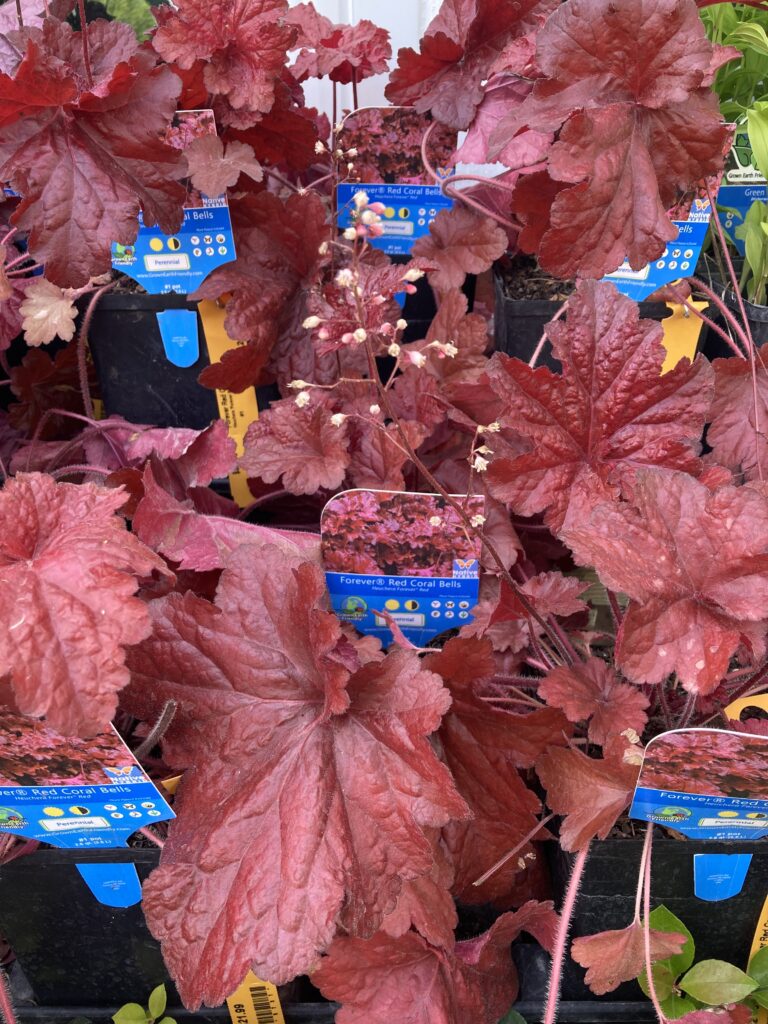 Plant of the Week: Coral Bells