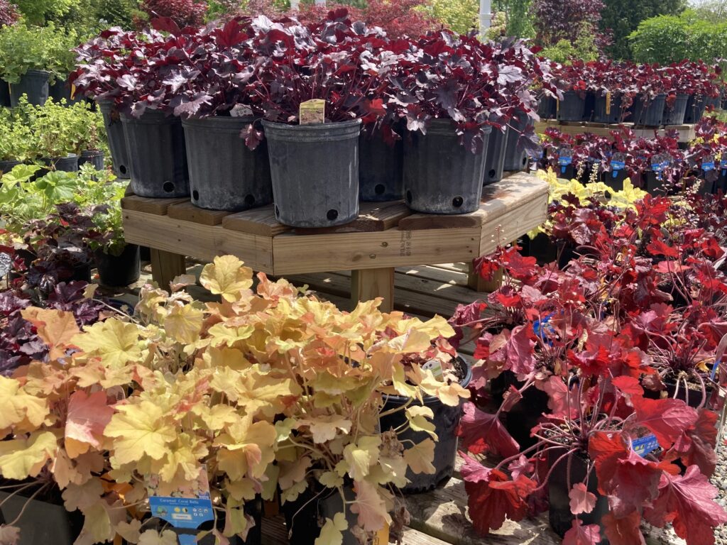 Plant of the Week: Coral Bells
