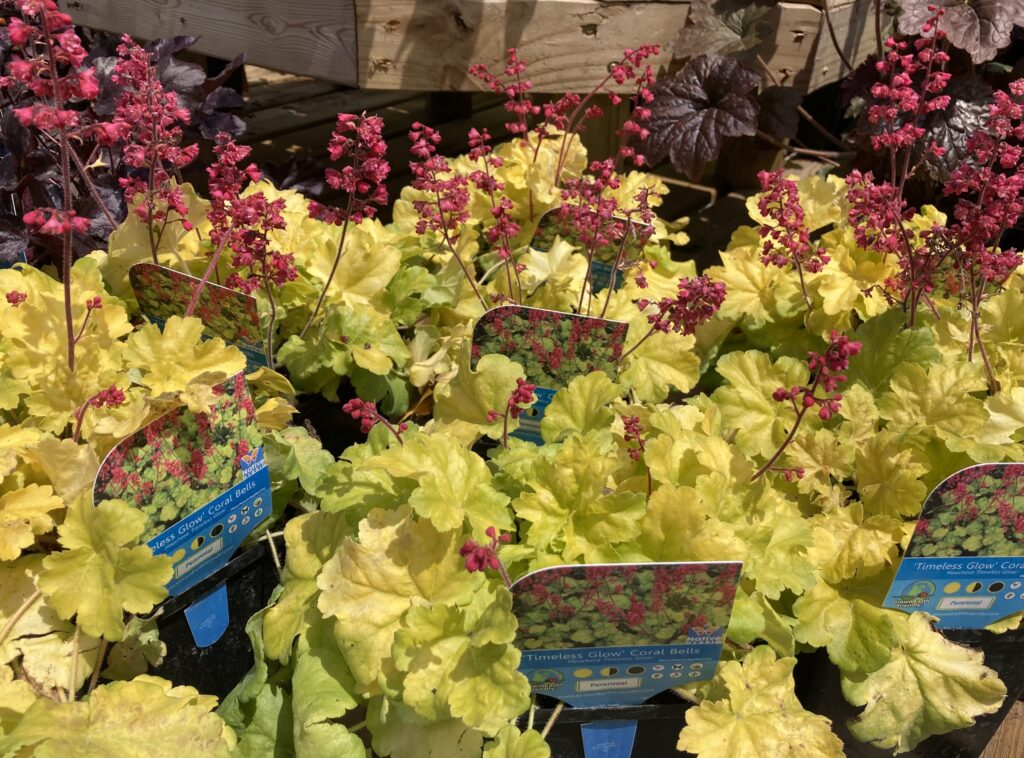 Plant of the Week: Coral Bells