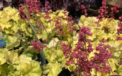 Time to Chime About Coral Bells