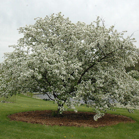 Donald Wyman crabapple tree