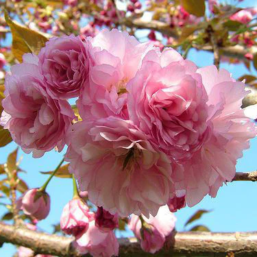Look Up! Spring Trees = Reverse Autumn