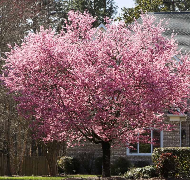 Flowering Kwanzan cherry tree