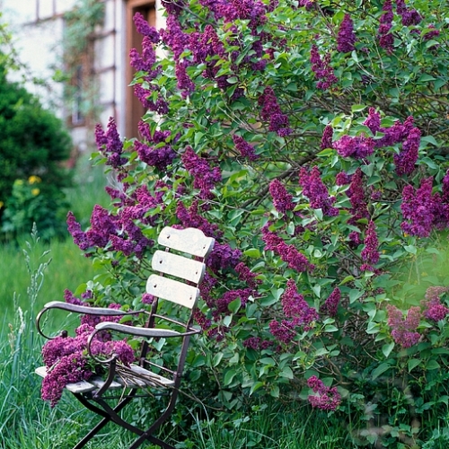 Charles Joly Lilac