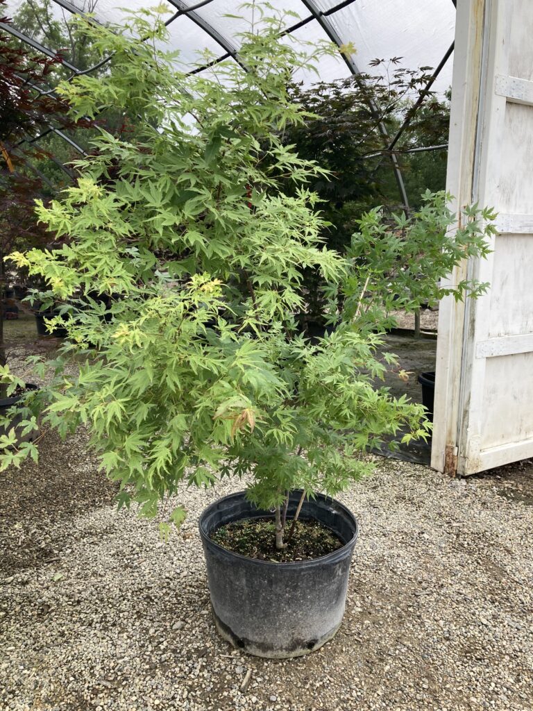 Japanese Maple Trees: Dr. Seuss