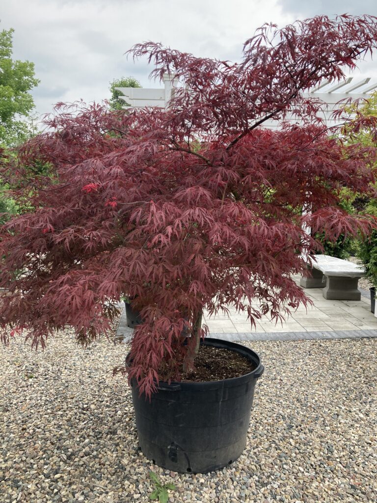 Japanese Maple Trees: Crimson Princess