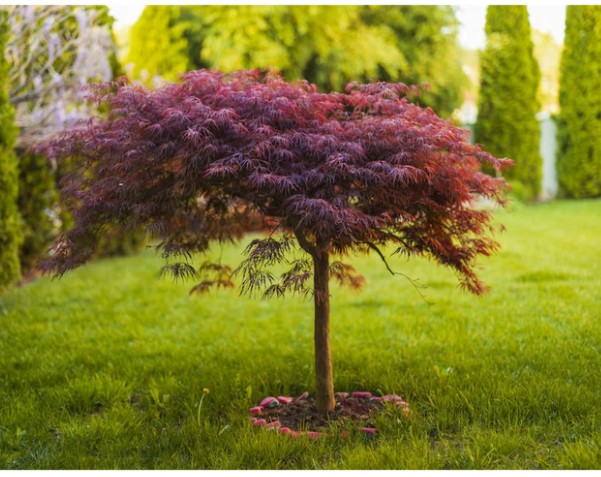 Japanese Maple Trees: Tamukeyama