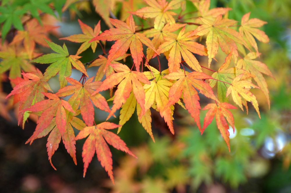 Japanese Maple Trees: Fall Color