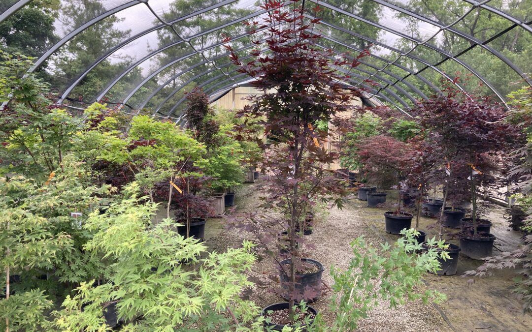 The Allure of Japanese Maple Trees: There’s a Type for Every Garden