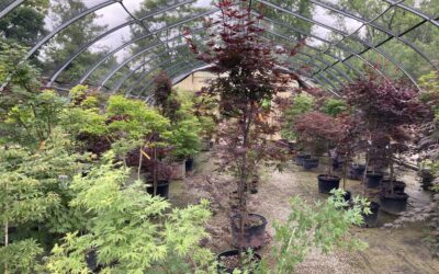 The Allure of Japanese Maple Trees: There’s a Type for Every Garden