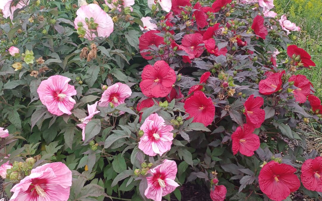 It’s Not Summer in West Michigan Until the Hibiscus Shows Up!