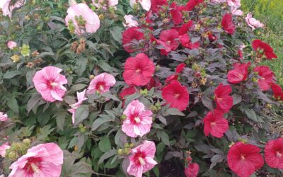 It’s Not Summer in West Michigan Until the Hibiscus Shows Up!