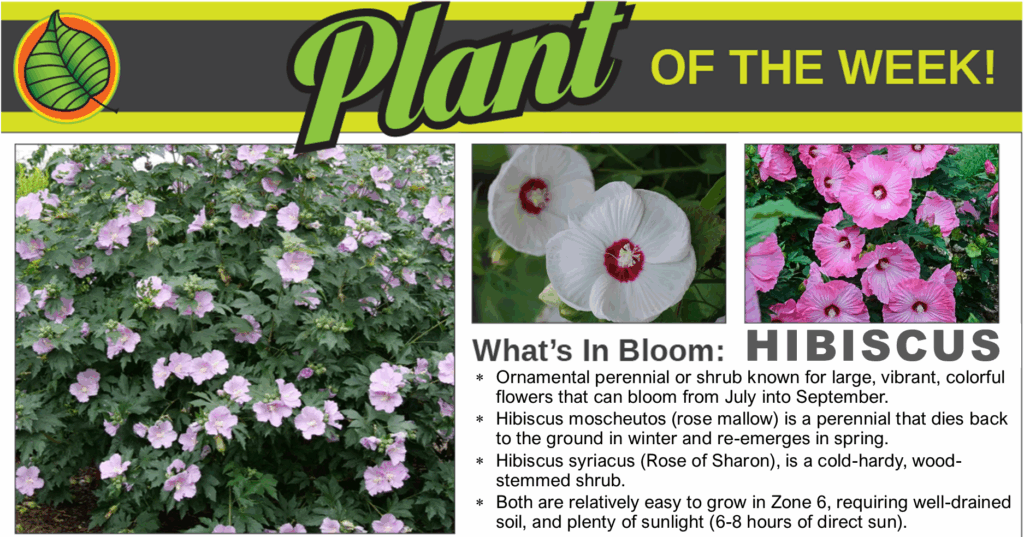 Hibiscus is our Plant of the Week