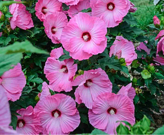 Mid-Summer is Hibiscus Season