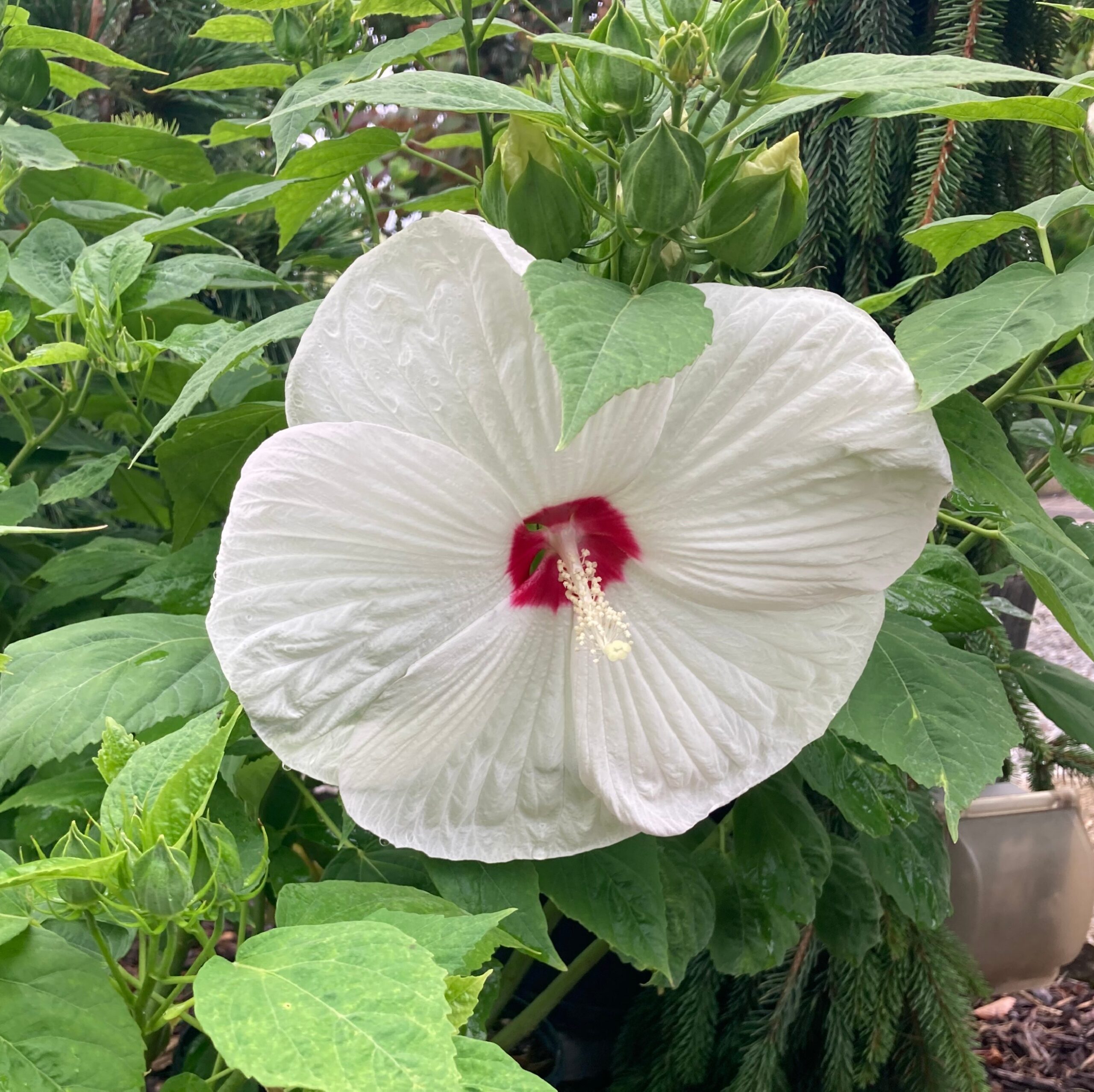 Mid-Summer is Hibiscus Season