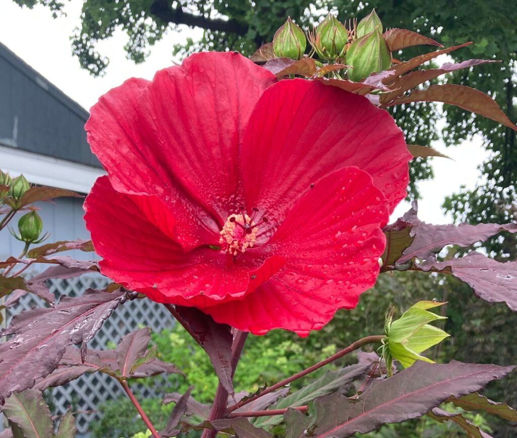 Mid-Summer is Hibiscus Season