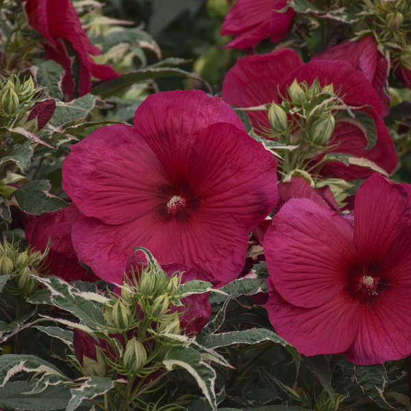 Mid-Summer is Hibiscus Season