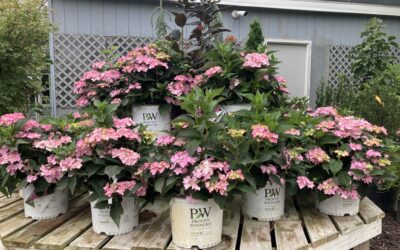It’s High Season for Hydrangeas